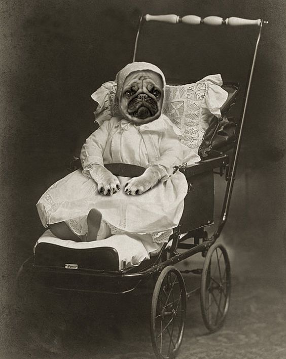pugstroller